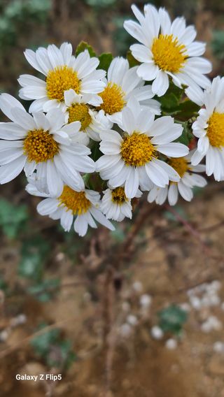 두메농원님의 기타작물 · 영농일지 작성글 사진