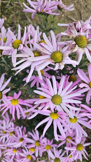 두메농원님의 기타작물 · 영농일지 작성글 사진