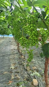 팜모닝 포도·영농일지 게시글 이미지