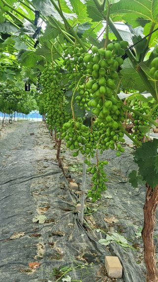 이원규님의 포도 · 영농일지 작성글 사진