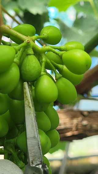 이원규님의 포도 · 영농일지 작성글 사진