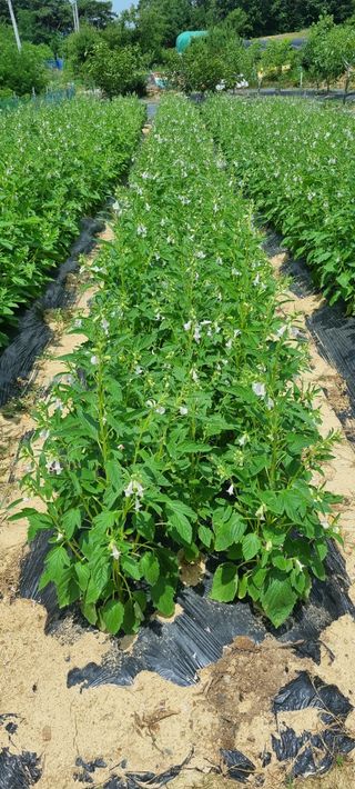 윤섭님의 참깨 · 영농일지 작성글 사진