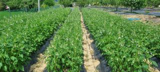 윤섭님의 참깨 · 영농일지 작성글 사진