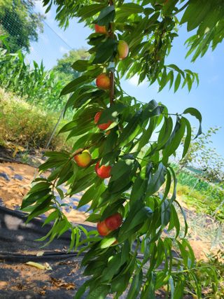 조선된장님의 복숭아 · 영농일지 작성글 사진