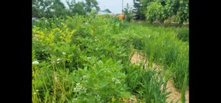 하는 일마다 대박!님의 시금치 · 일상 작성글 사진