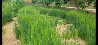 하는 일마다 대박!님의 시금치 · 일상 작성글 사진