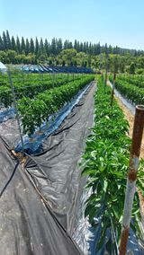 팜모닝 고추·영농일지 게시글 이미지