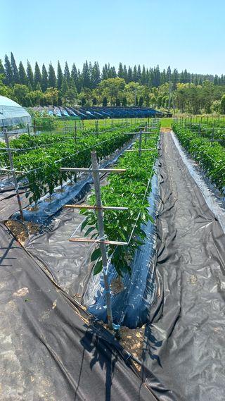 함선명님의 고추 · 영농일지 작성글 사진