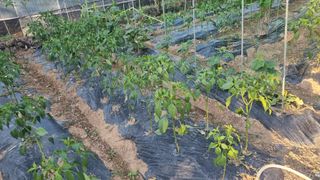 이명기님의 고추 · 영농일지 작성글 사진