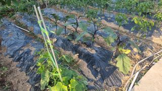 이명기님의 고추 · 영농일지 작성글 사진