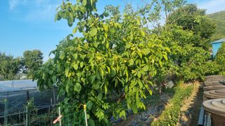 이명기님의 고추 · 영농일지 작성글 사진