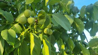 이명기님의 고추 · 영농일지 작성글 사진