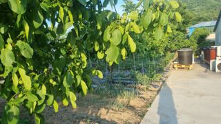 이명기님의 고추 · 영농일지 작성글 사진