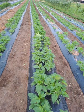 백봉2리밭농사곡식님의 참깨 · 영농일지 작성글 사진