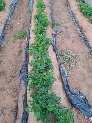 백봉2리밭농사곡식님의 참깨 · 영농일지 작성글 사진