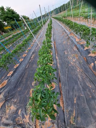 백봉2리밭농사곡식님의 참깨 · 영농일지 작성글 사진