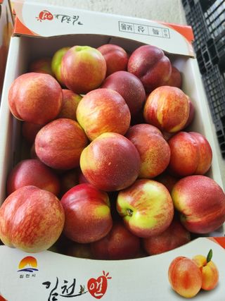 송윤서님의 복숭아 · 영농일지 작성글 사진