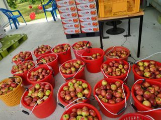 송윤서님의 복숭아 · 영농일지 작성글 사진