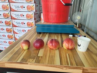 송윤서님의 복숭아 · 영농일지 작성글 사진