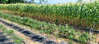 쌍둥이할매님의 옥수수 · 영농일지 작성글 사진