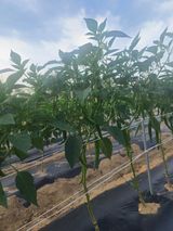 팜모닝 고추·영농일지 게시글 이미지