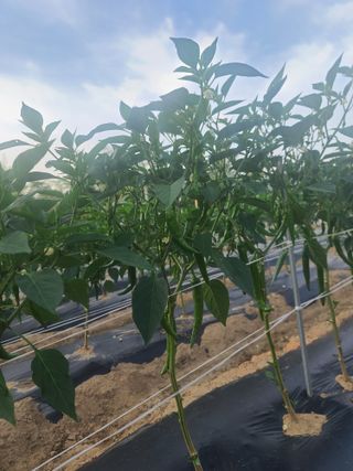 서호님의 고추 · 영농일지 작성글 사진