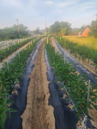 서호님의 고추 · 영농일지 작성글 사진