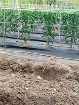 팜모닝 고추·영농일지 게시글 이미지