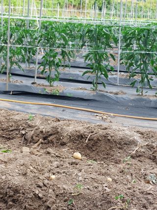 최종일님의 고추 · 영농일지 작성글 사진