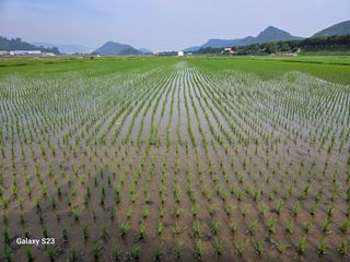 이상수(은송)님의 벼 · 영농일지 작성글 사진