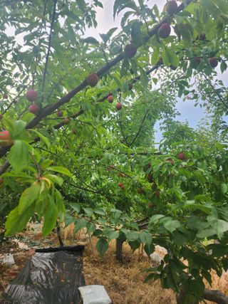 윤님님의 자두 · 영농일지 작성글 사진