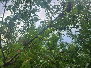 윤님님의 자두 · 영농일지 작성글 사진