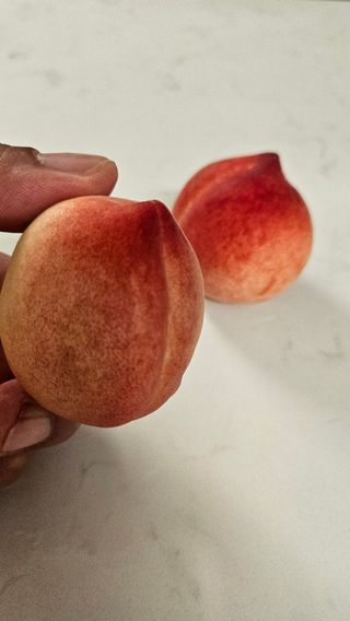 종합선물세트님의 농사, 무엇이든 물어보세요! · 참여글 작성글 사진