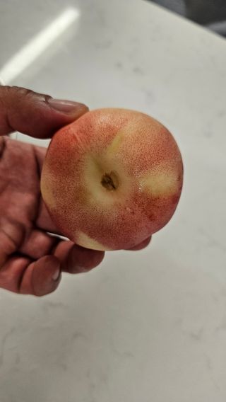 종합선물세트님의 농사, 무엇이든 물어보세요! · 참여글 작성글 사진