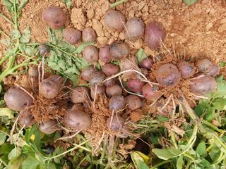 이정호님의 감자 · 영농일지 작성글 사진