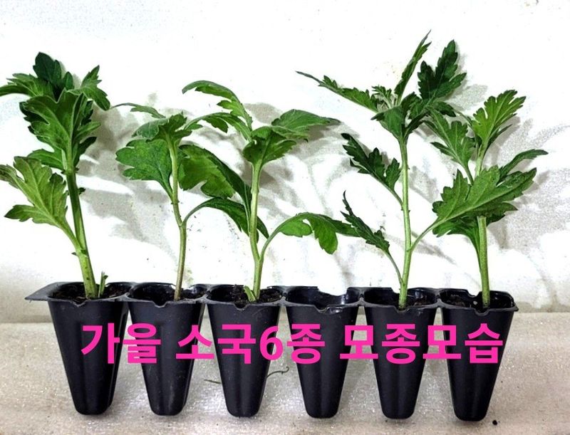 사랑꽃농장님의 장터 판매 상품 [50%국화8종8색 모종5세트(40개)] 첨부 사진