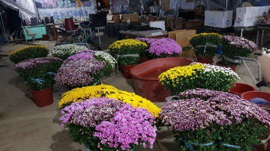 사랑꽃농장님의 장터 판매 상품 [50%국화8종8색 모종5세트(40개)] 첨부 사진