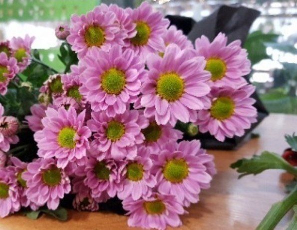 사랑꽃농장님의 장터 판매 상품 [50%국화8종8색 모종5세트(40개)] 첨부 사진