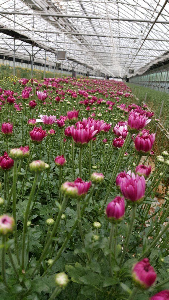 사랑꽃농장님의 장터 판매 상품 [50%국화8종8색 모종5세트(40개)] 첨부 사진