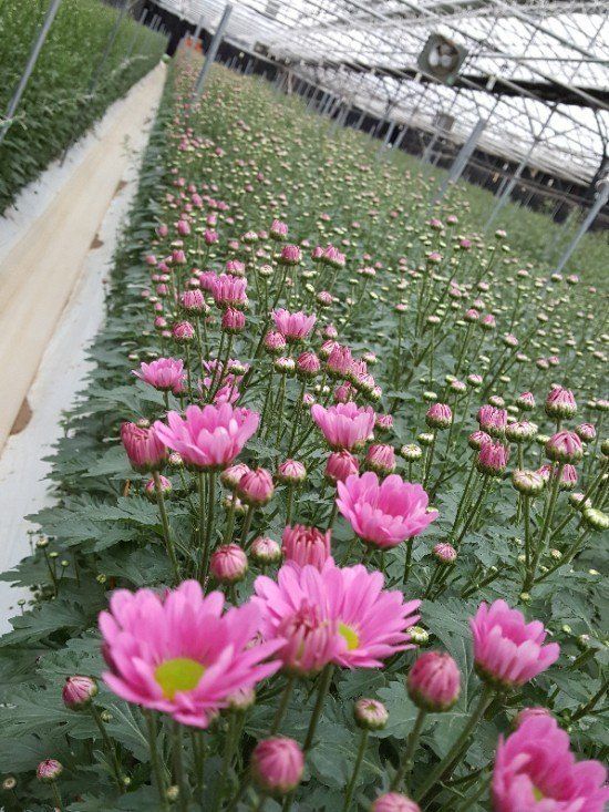 사랑꽃농장님의 장터 판매 상품 [50%국화8종8색 모종5세트(40개)] 첨부 사진