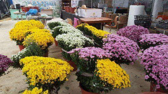 사랑꽃농장님의 장터 판매 상품 [50%국화8종8색 모종5세트(40개)] 첨부 사진