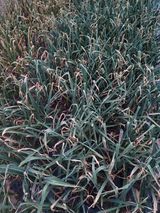 팜모닝 마늘·영농일지 게시글 이미지