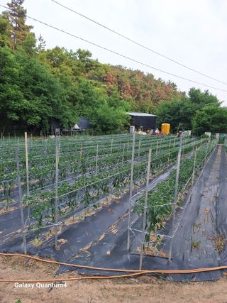 임동식님의 고추 · 영농일지 작성글 사진