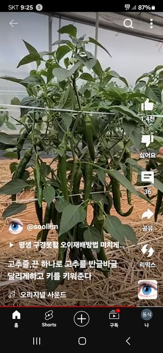 임동식님의 고추 · 영농일지 작성글 사진