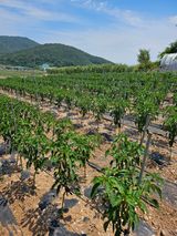 팜모닝 고추·영농일지 게시글 이미지