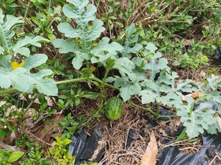 금강석님의 기타작물 · 영농일지 작성글 사진