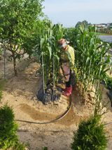 팜모닝 옥수수·영농일지 게시글 이미지