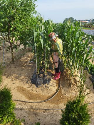 갑부님의 옥수수 · 영농일지 작성글 사진