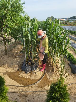 갑부님의 옥수수 · 영농일지 작성글 사진