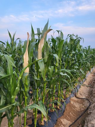 갑부님의 옥수수 · 영농일지 작성글 사진